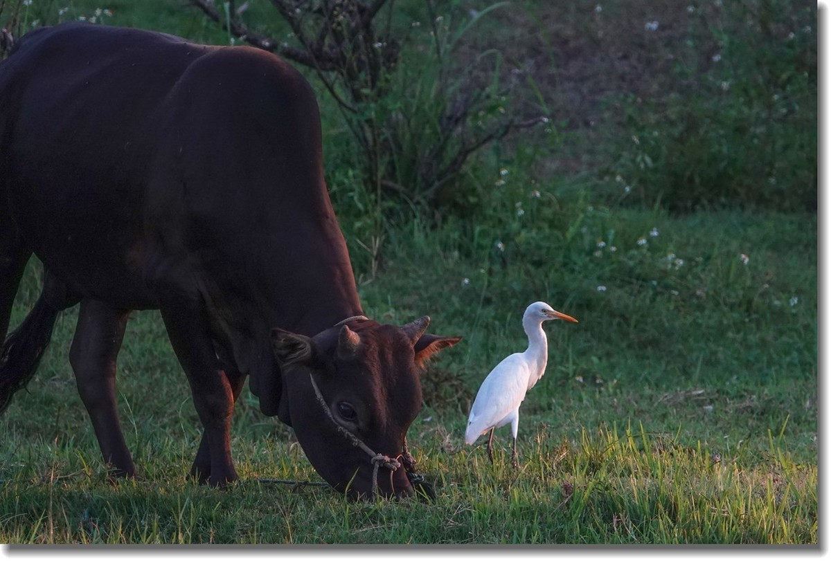 牛与鹭
