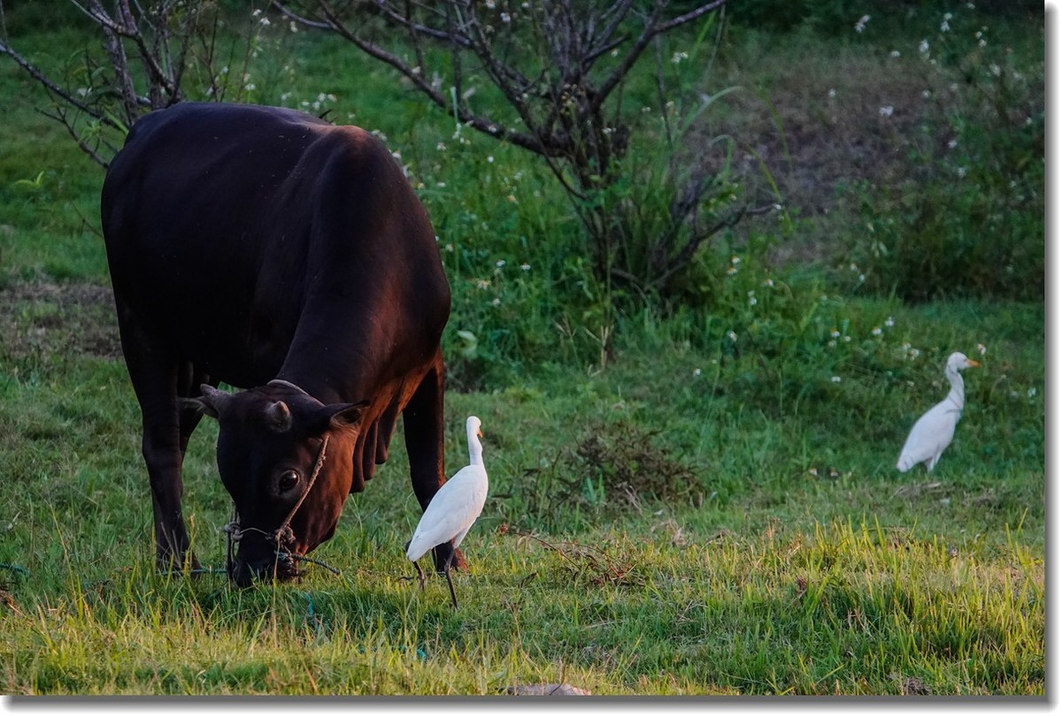 牛与鹭