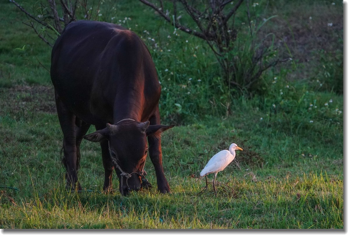 牛与鹭