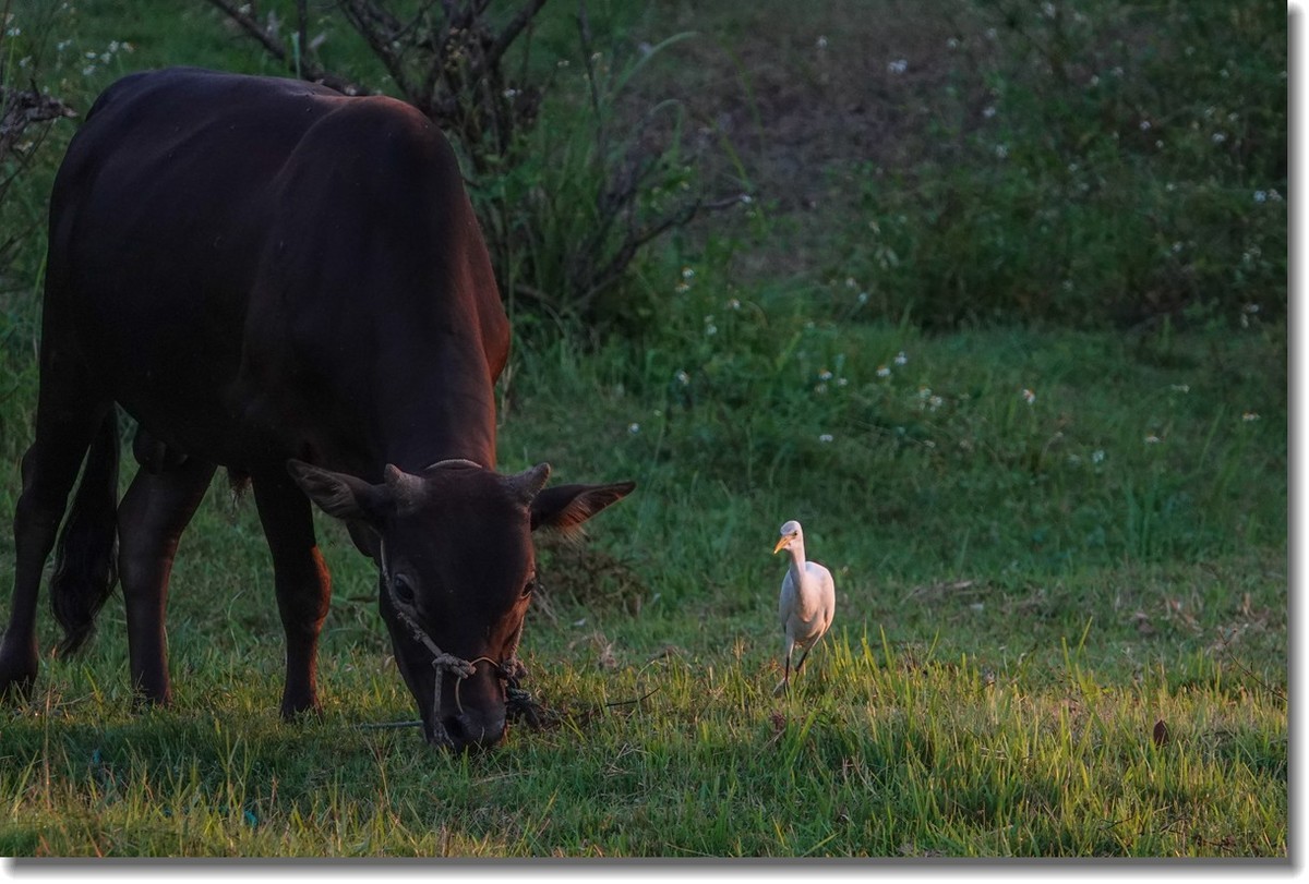 牛与鹭