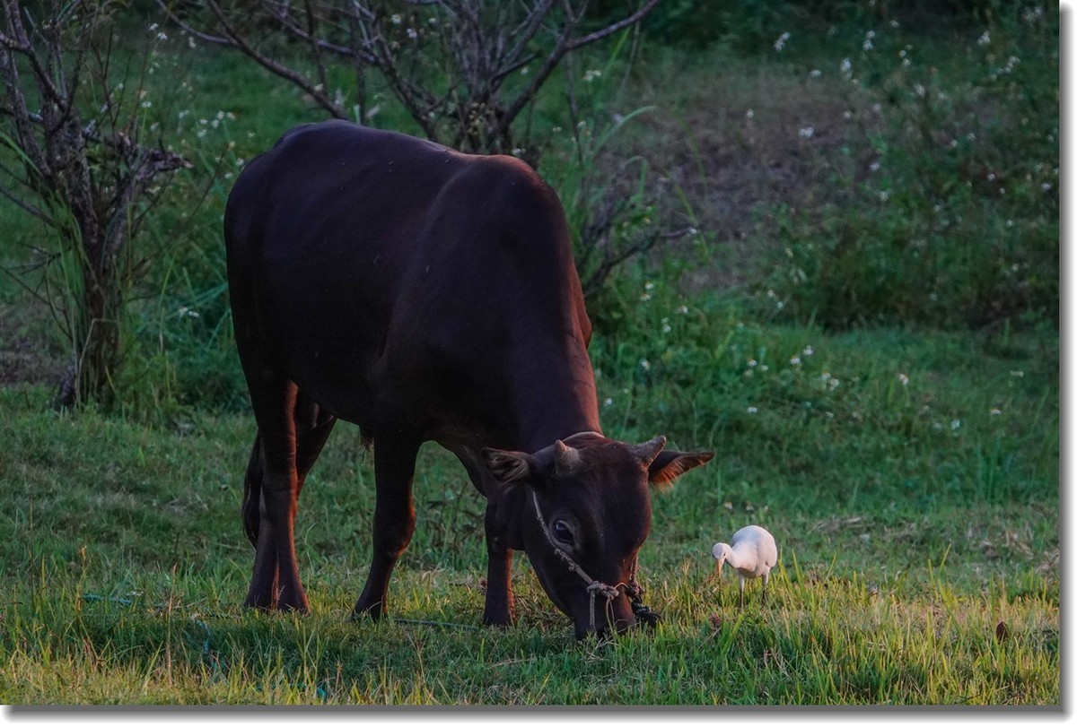 牛与鹭