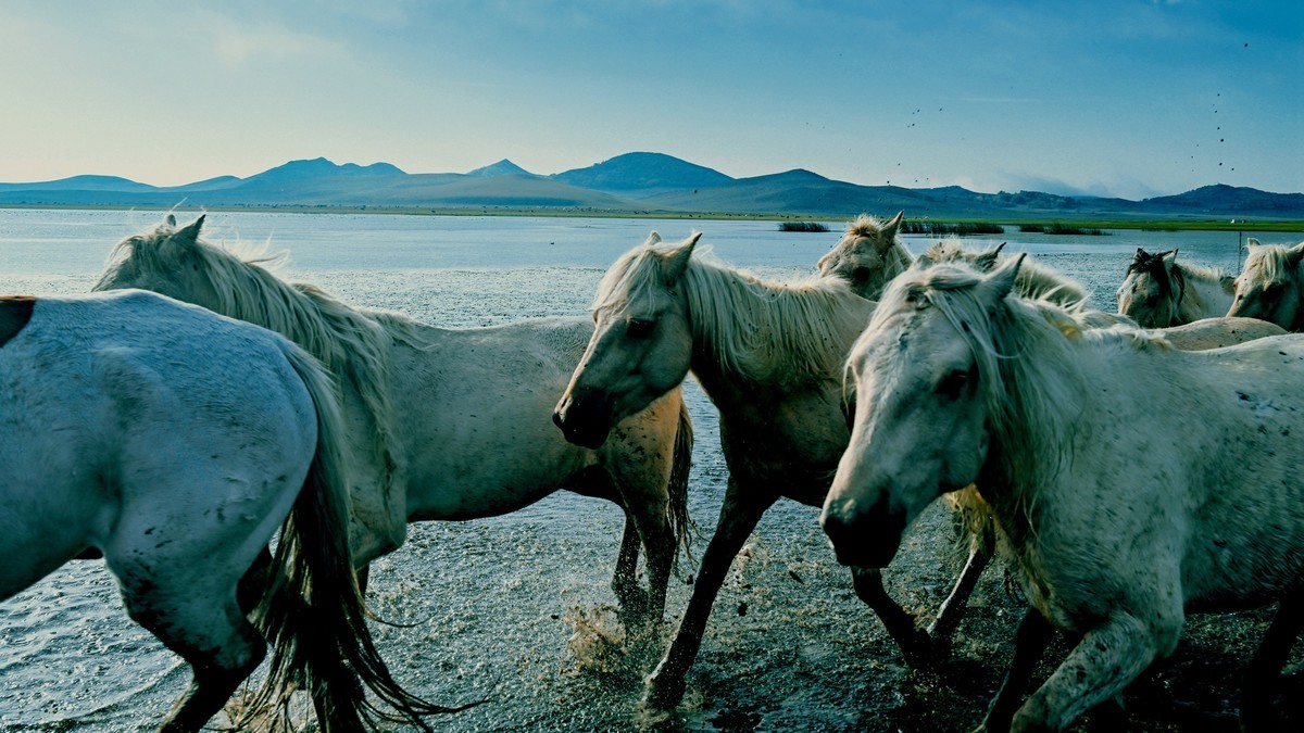 坝上草原飞马踏浪