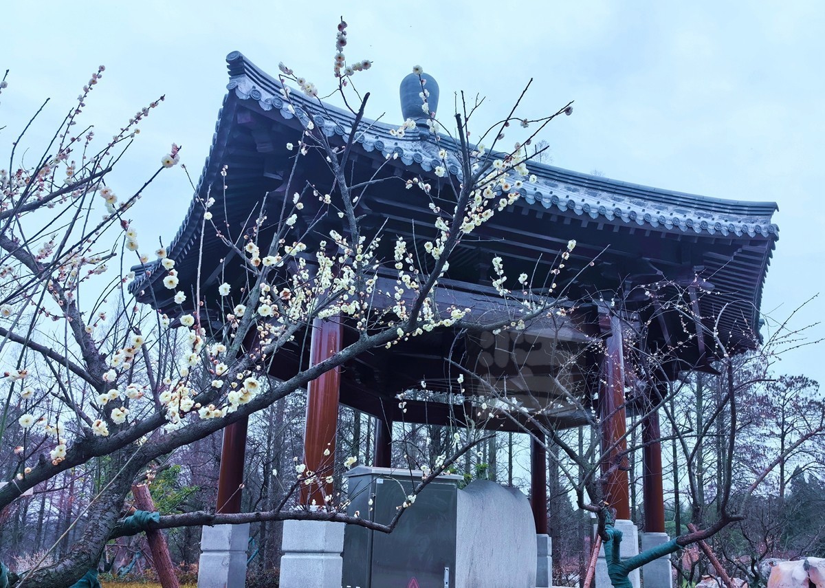 梅园清韵——武汉随笔