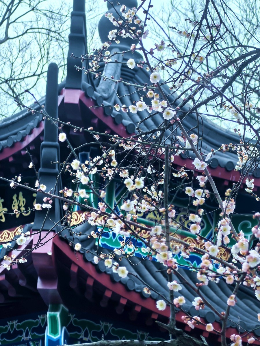 梅园清韵——武汉随笔