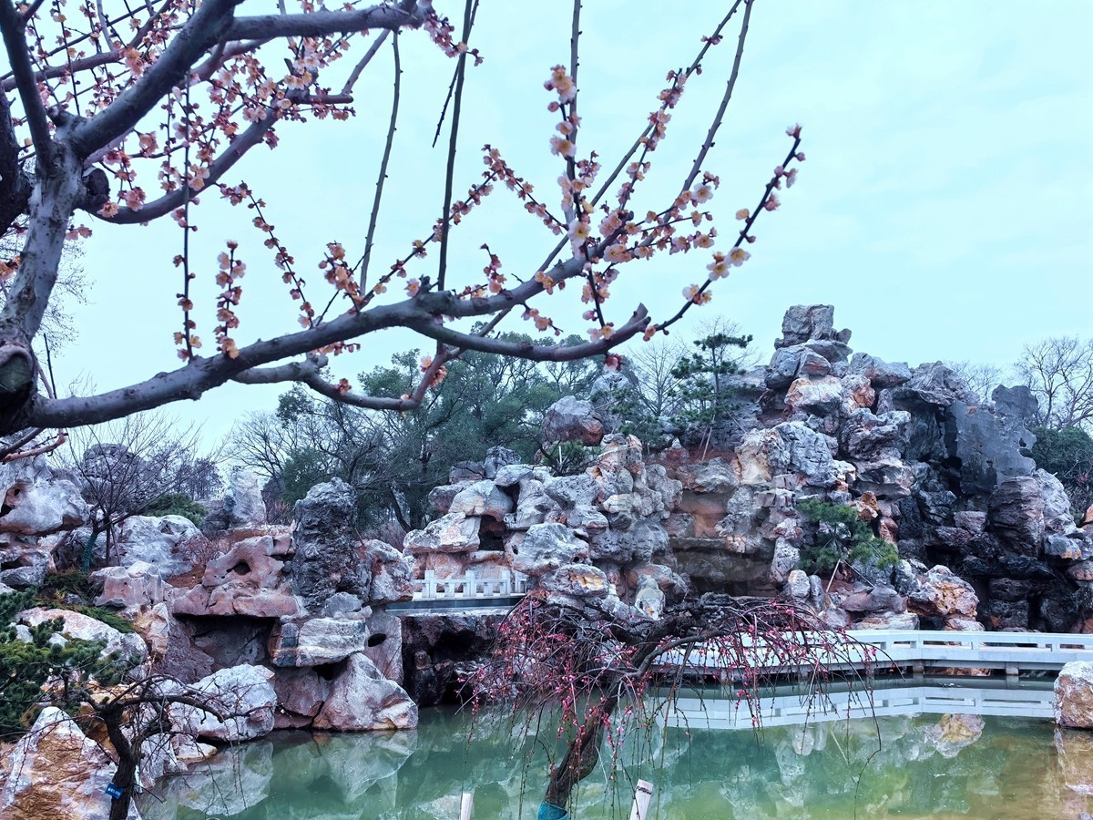 梅园清韵——武汉随笔