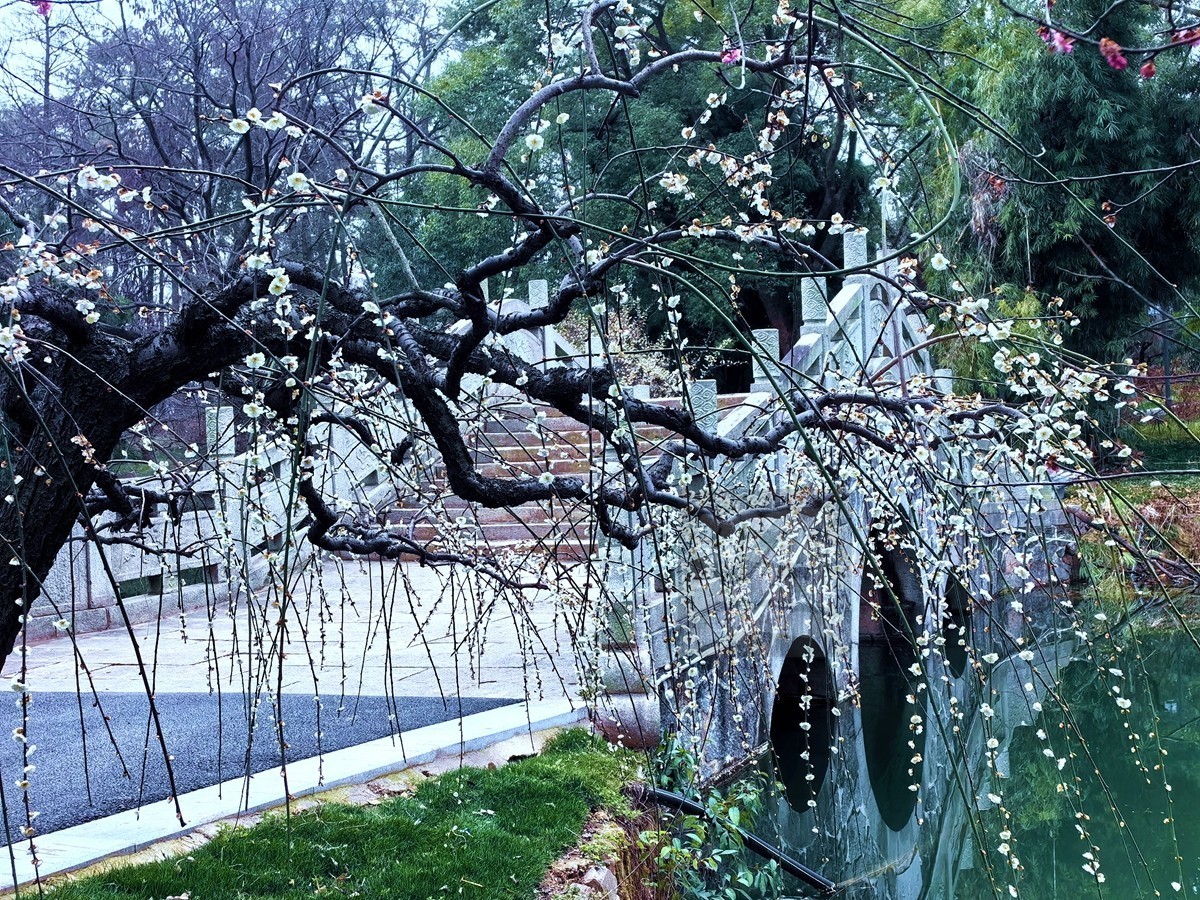 暗香冷艳*梅园——武汉随笔