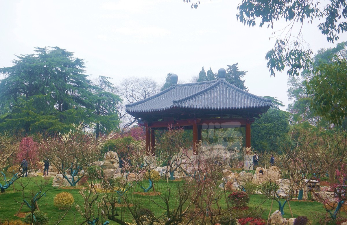 暗香冷艳*梅园——武汉随笔