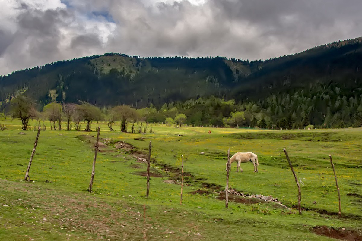 国道三一八 · 林芝风光（3）