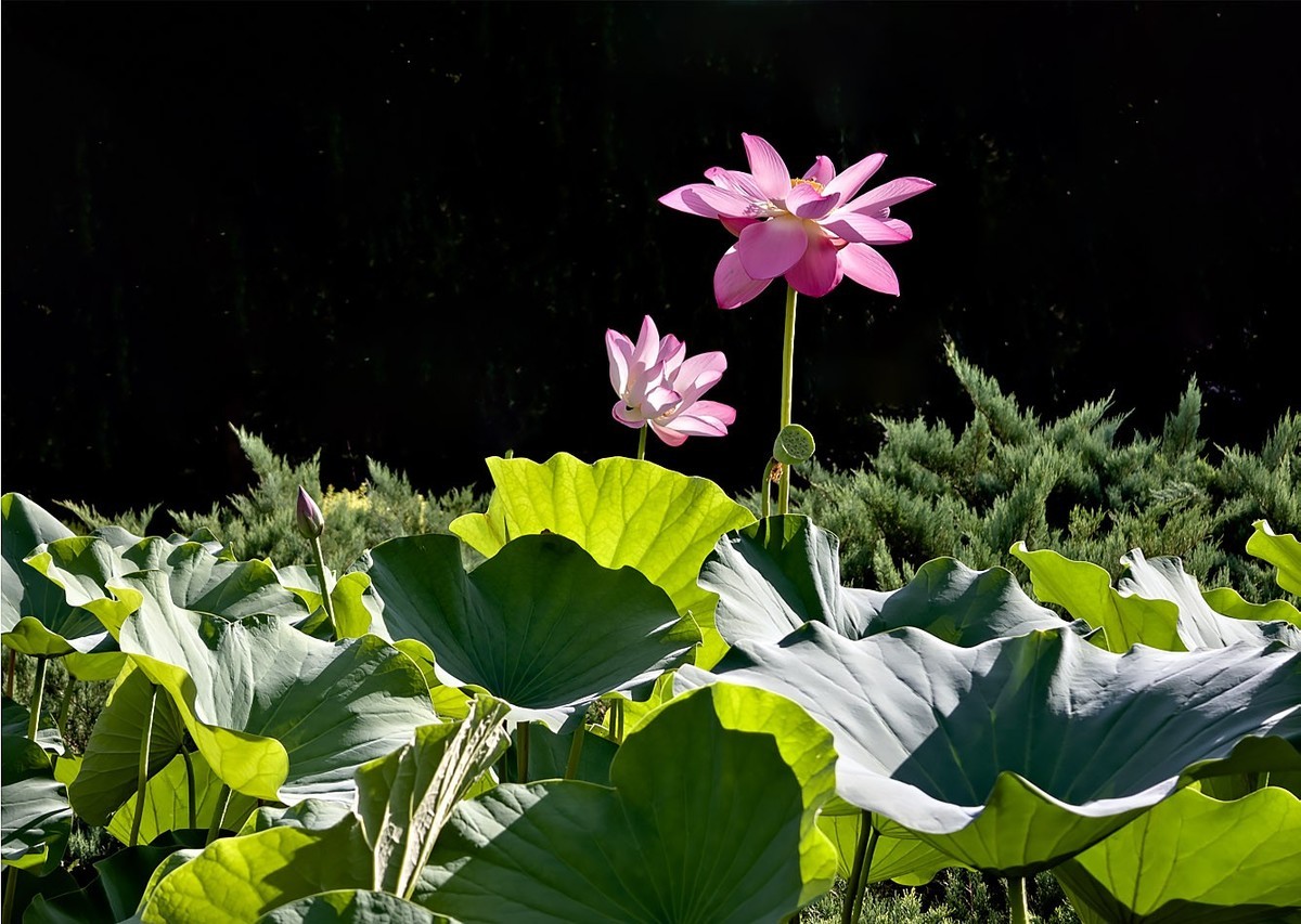 莲花池公园（3）--销假帖