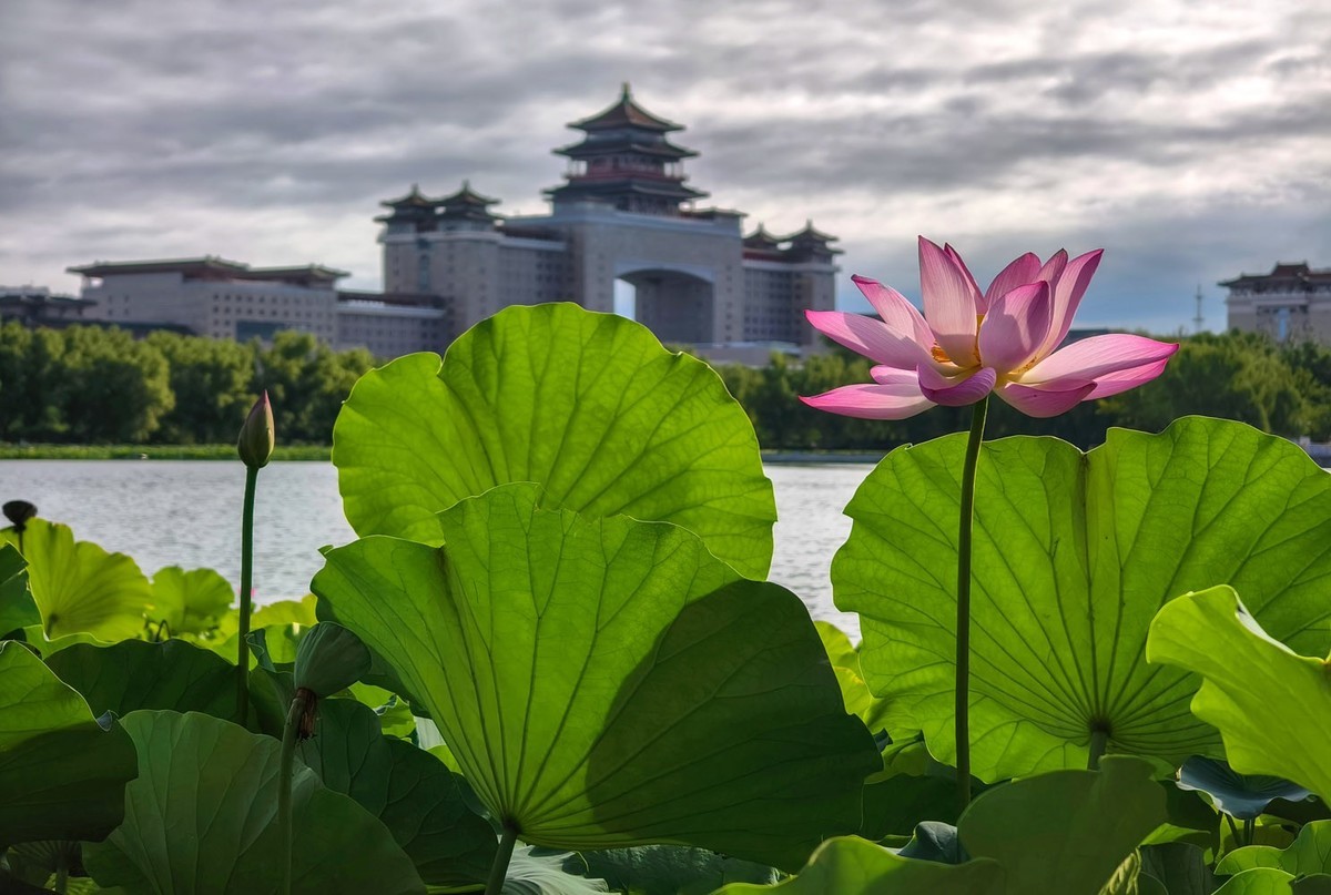 莲花池公园（3）--销假帖