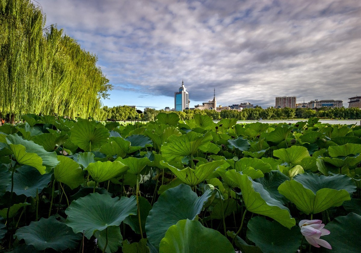莲花池公园（3）--销假帖