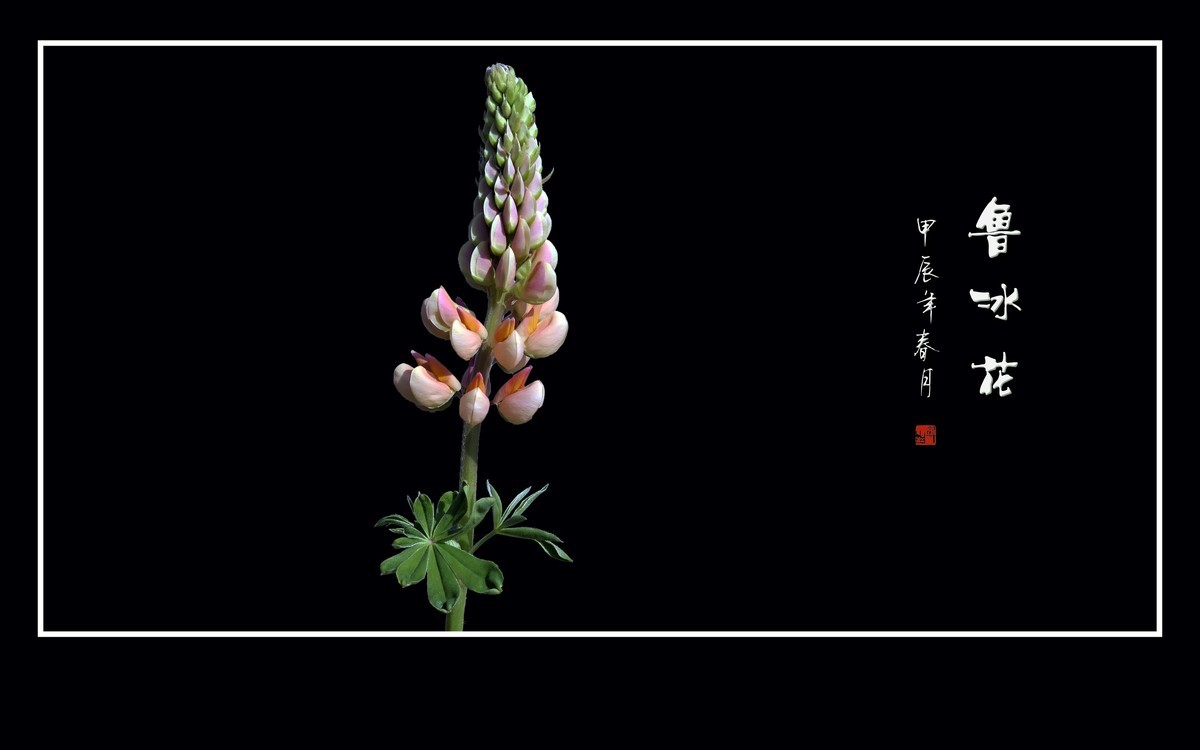 学名羽扇豆，又称鲁冰花。多彩与艳丽，串串绽奇葩。