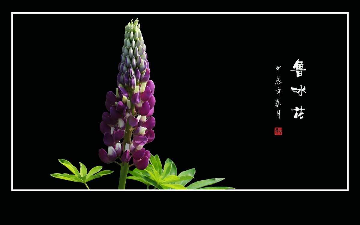 学名羽扇豆，又称鲁冰花。多彩与艳丽，串串绽奇葩。