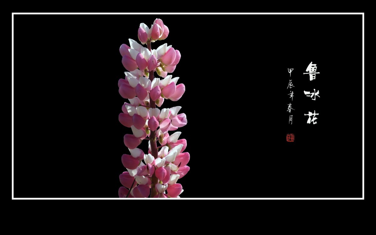 学名羽扇豆，又称鲁冰花。多彩与艳丽，串串绽奇葩。