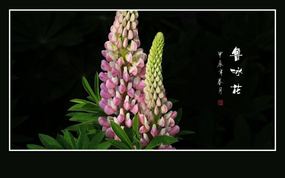 学名羽扇豆，又称鲁冰花。多彩与艳丽，串串绽奇葩。