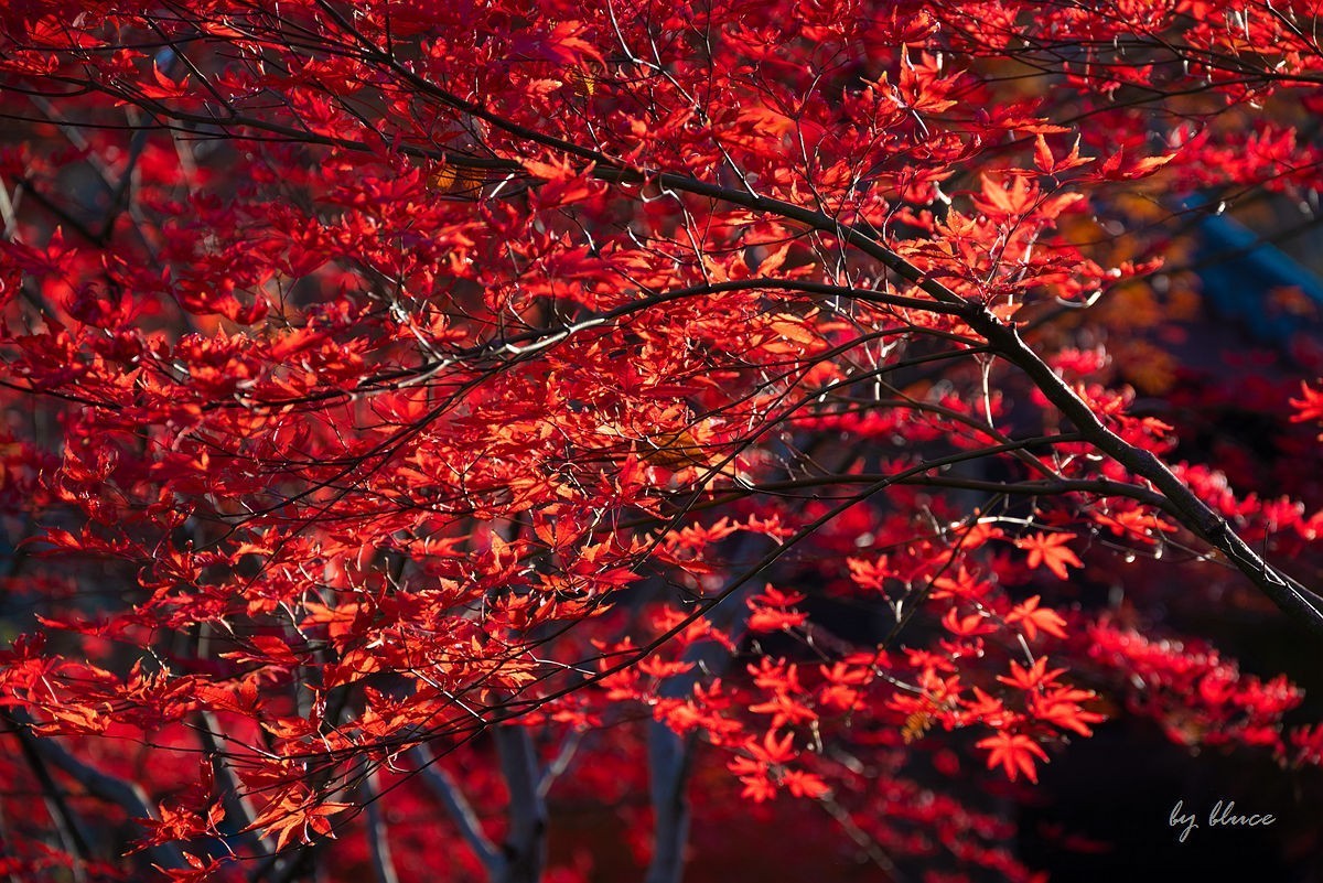 栖霞红枫盛（一）