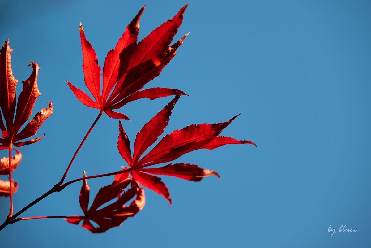 栖霞红枫盛（一）