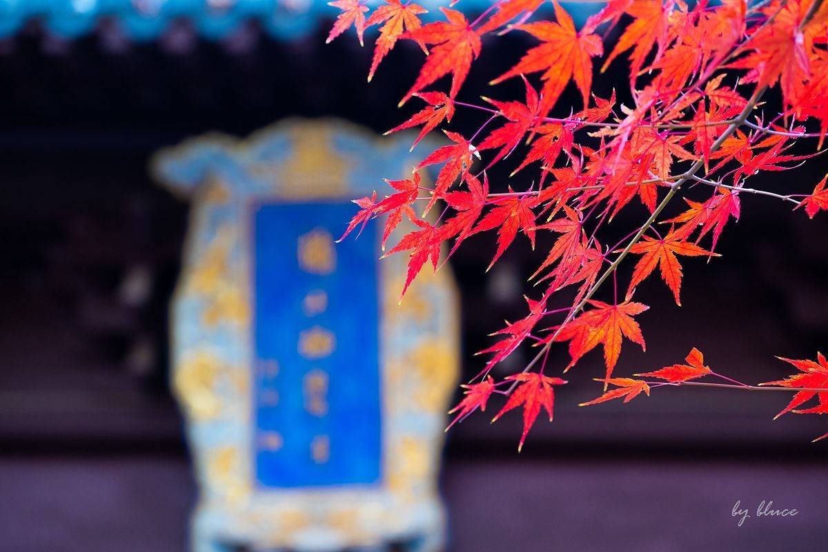 栖霞红枫盛（一）