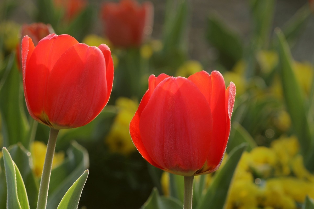 郁金香（阿波罗）