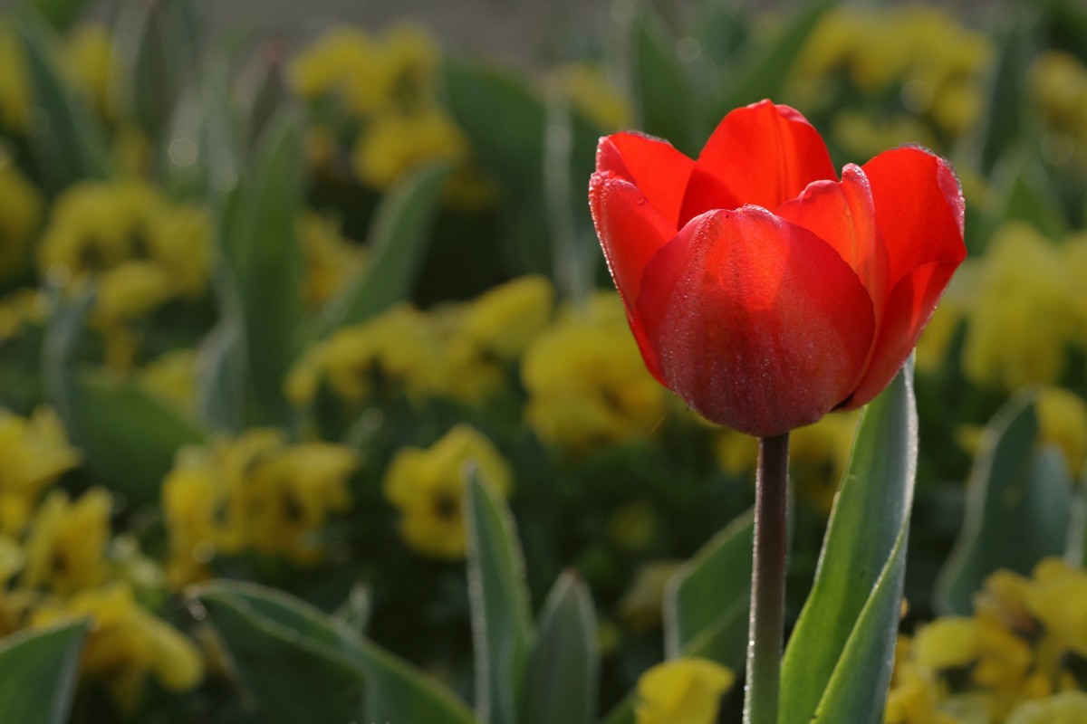 郁金香（阿波罗）