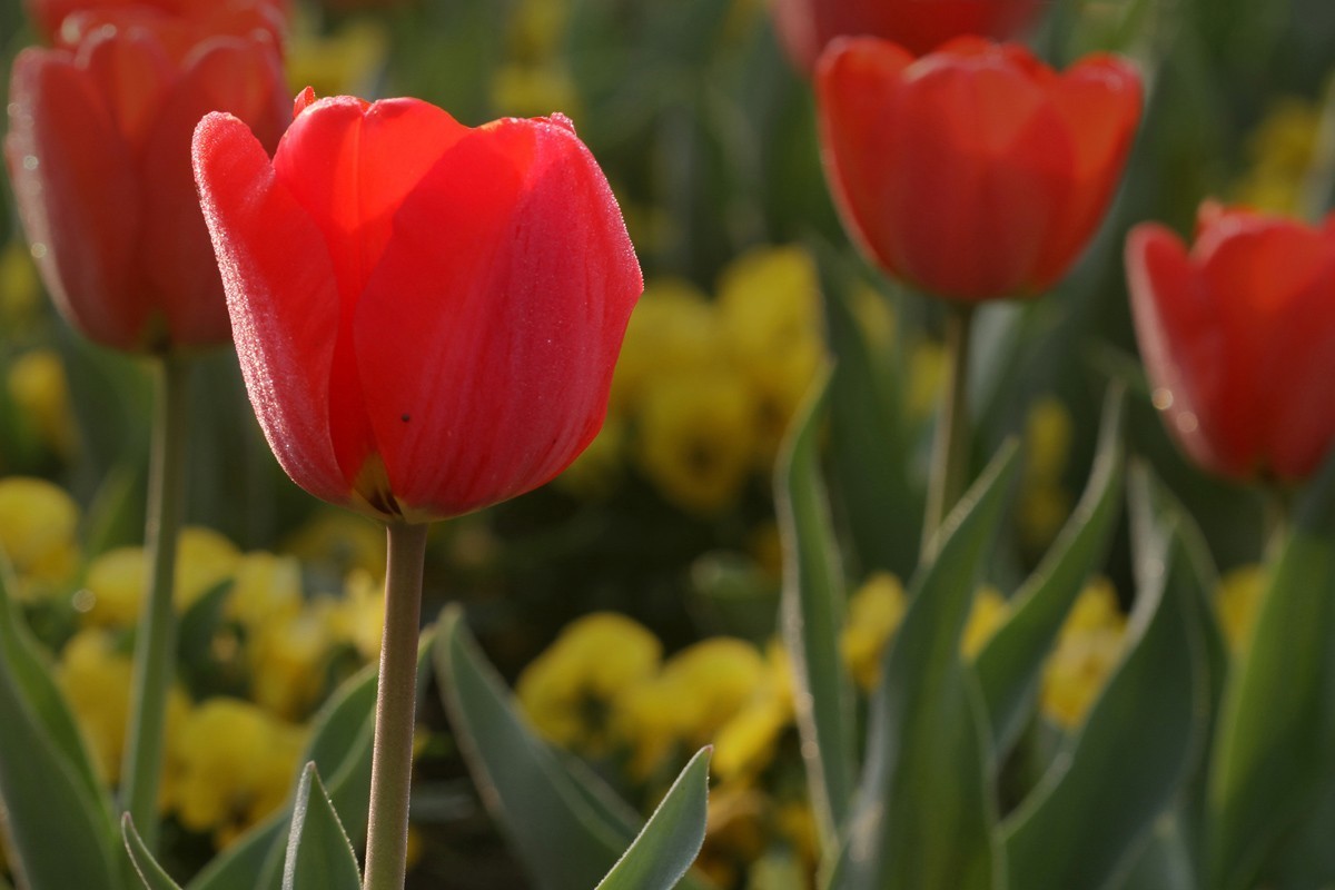 郁金香（阿波罗）