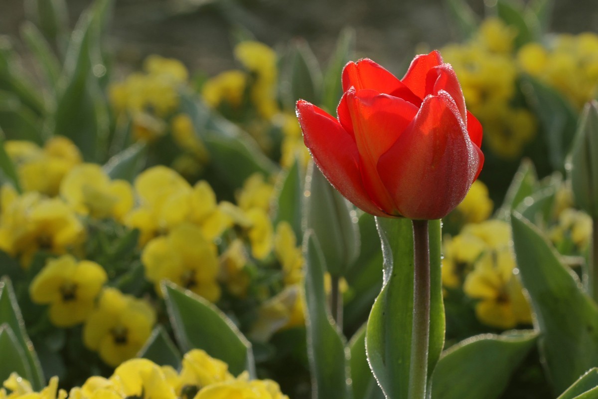 郁金香（阿波罗）