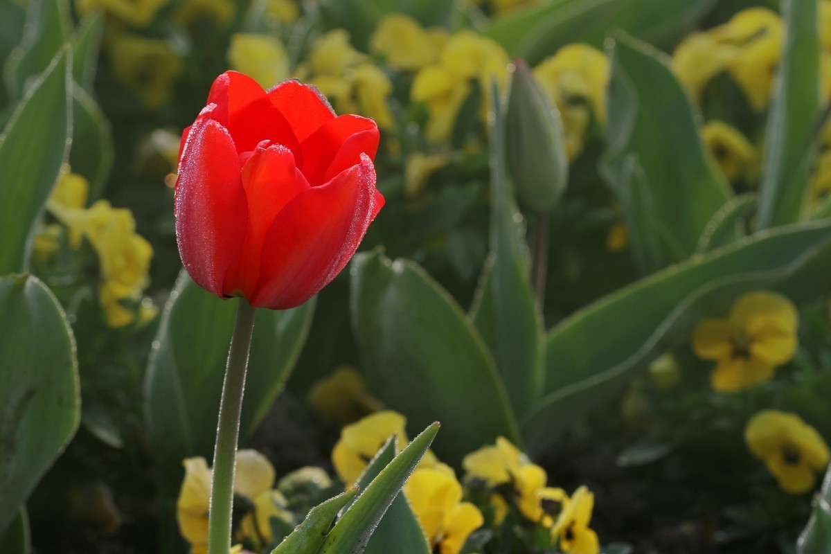 郁金香（阿波罗）