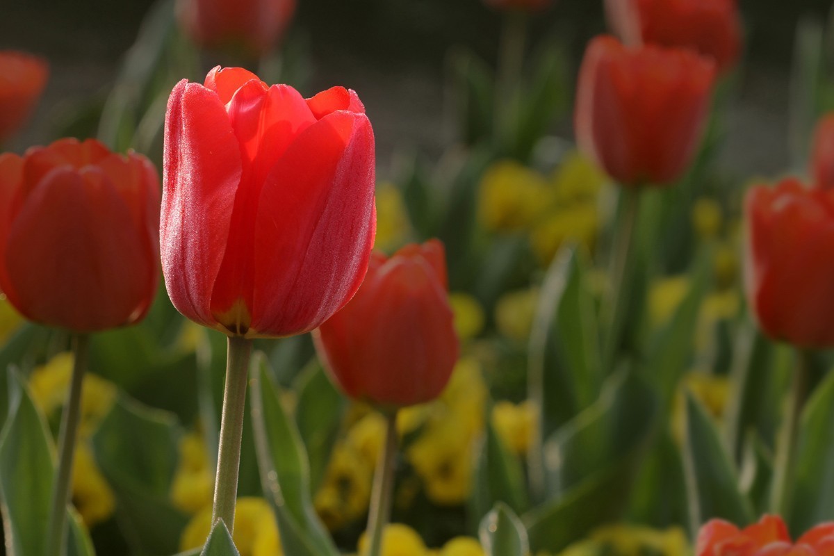 郁金香（阿波罗）