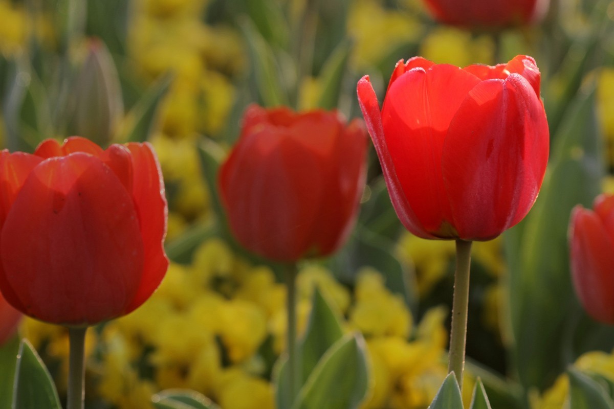 郁金香（阿波罗）