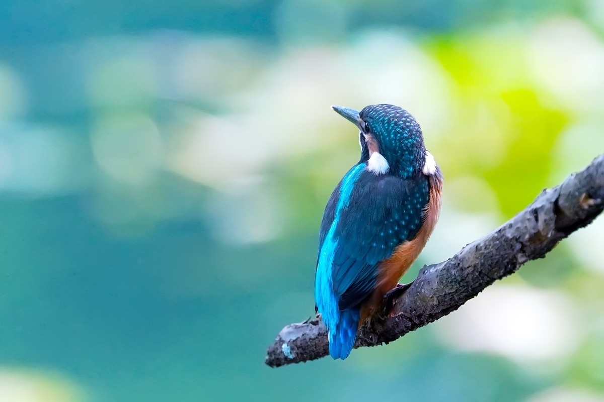 旧片_ 小翠鸟仔仔21