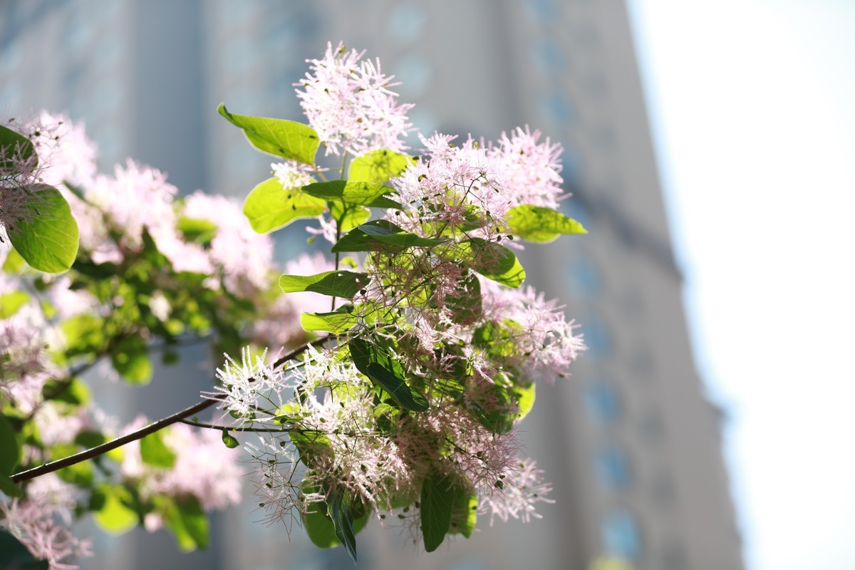 拍拍花草不错的感觉