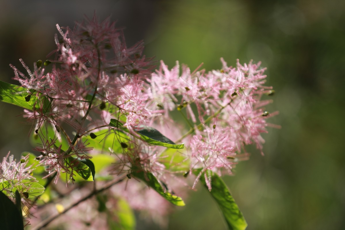拍拍花草不错的感觉