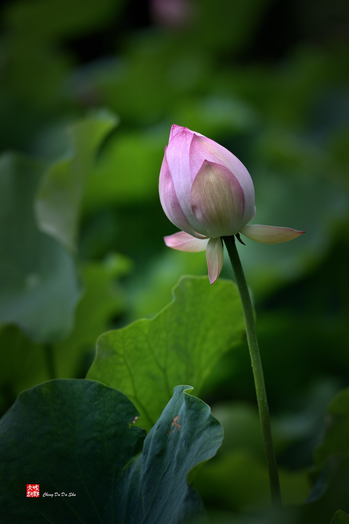 夏日荷影（三）