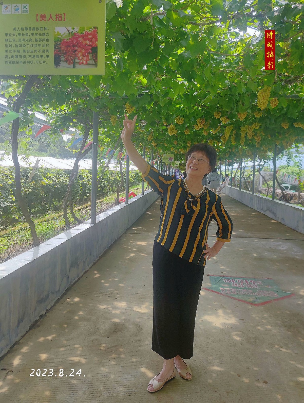 老同学游葡萄园            二0二三.十.廿六.发表