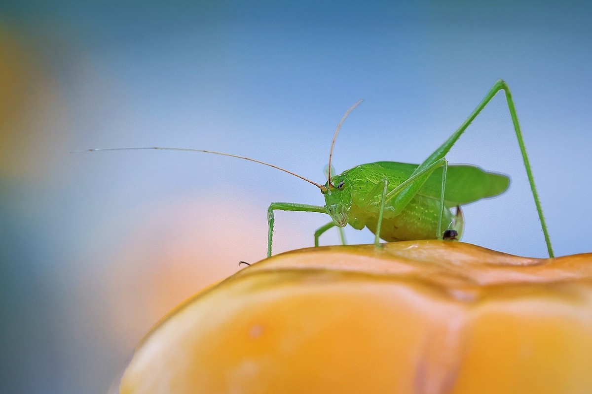 万物竟生，绽放生命之美！