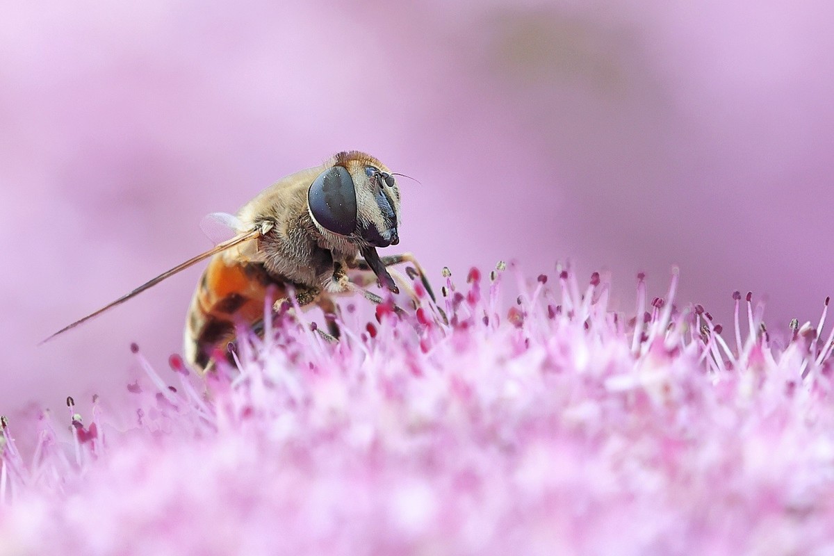 万物竟生，绽放生命之美！