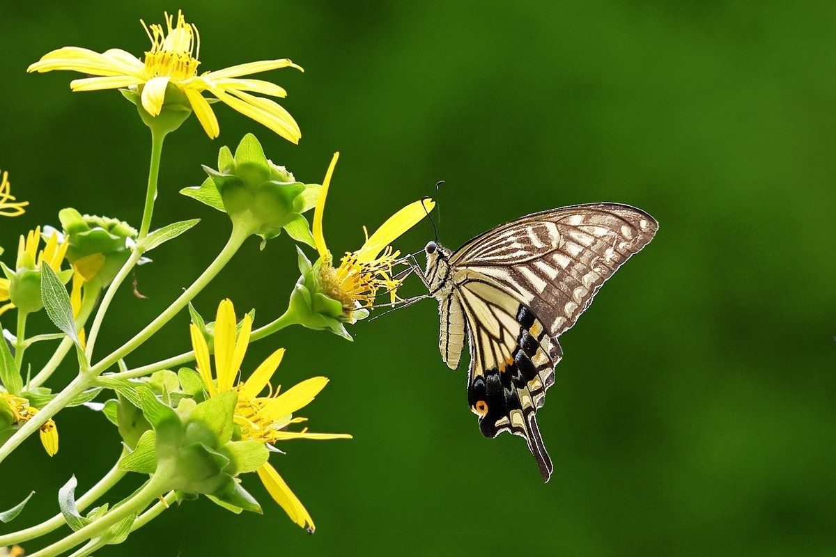 万物竟生，绽放生命之美！