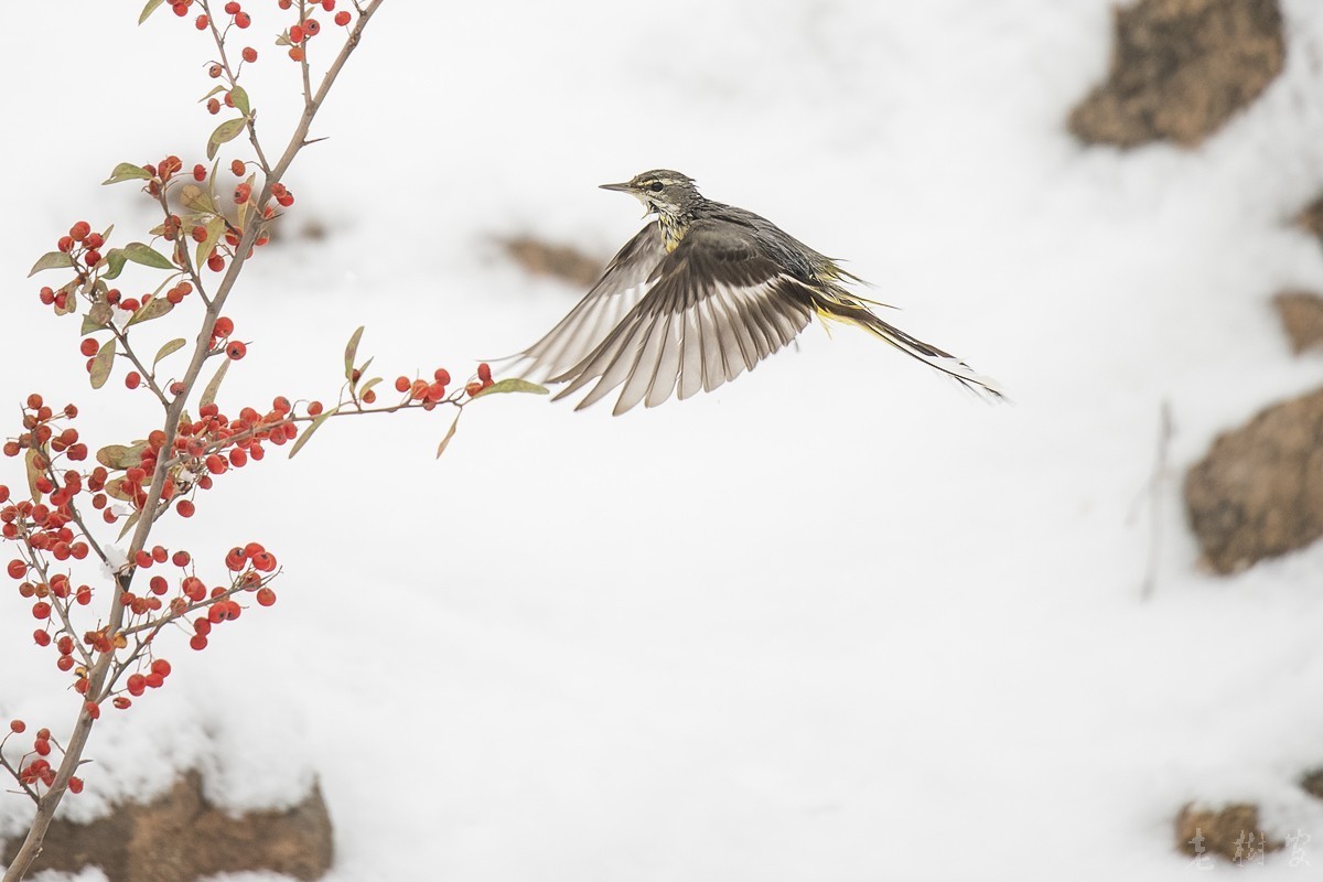 湿漉漉的灰鹡鸰