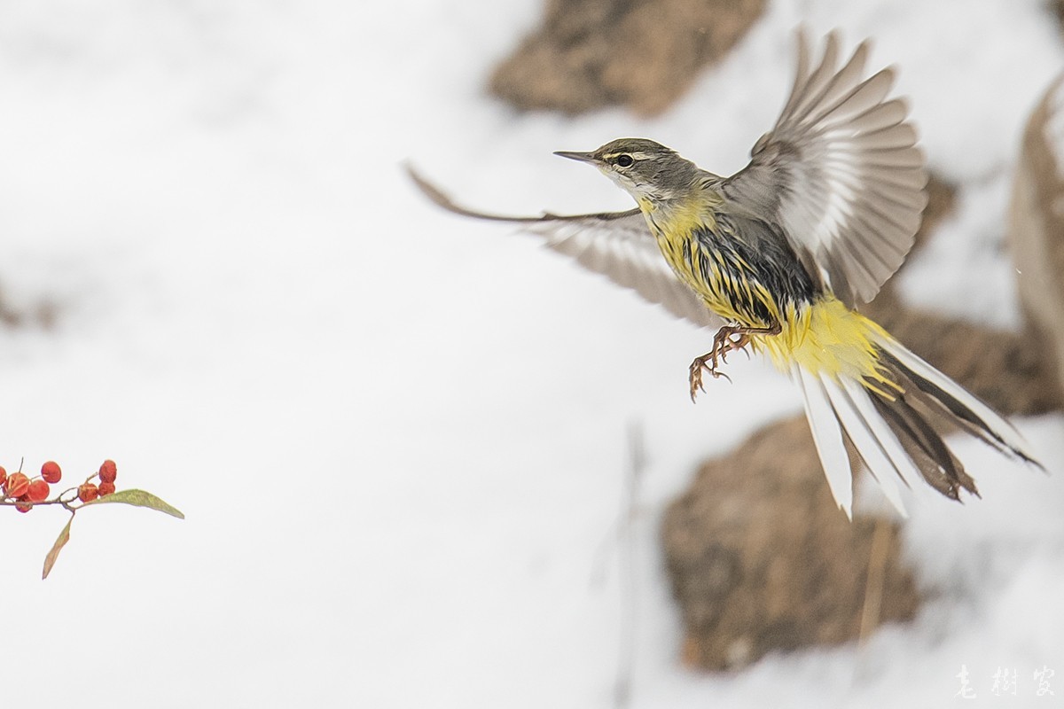 湿漉漉的灰鹡鸰