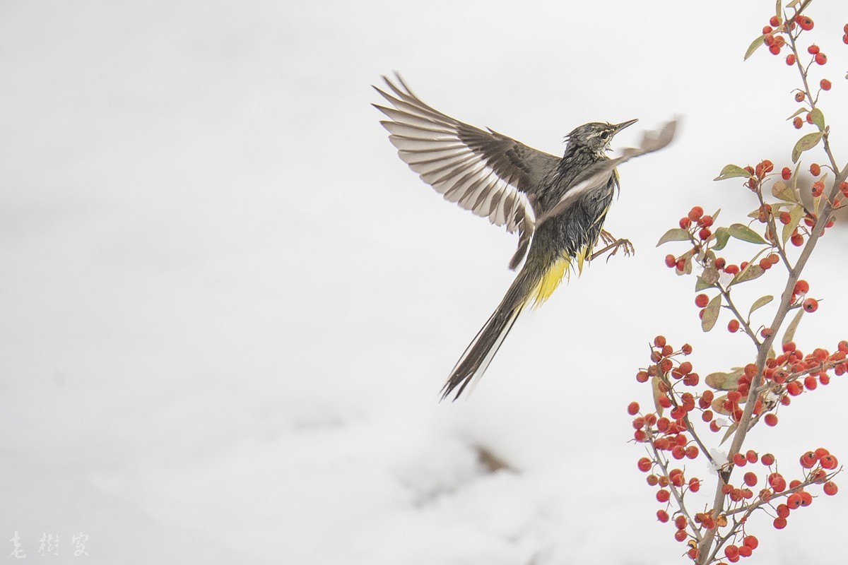 湿漉漉的灰鹡鸰