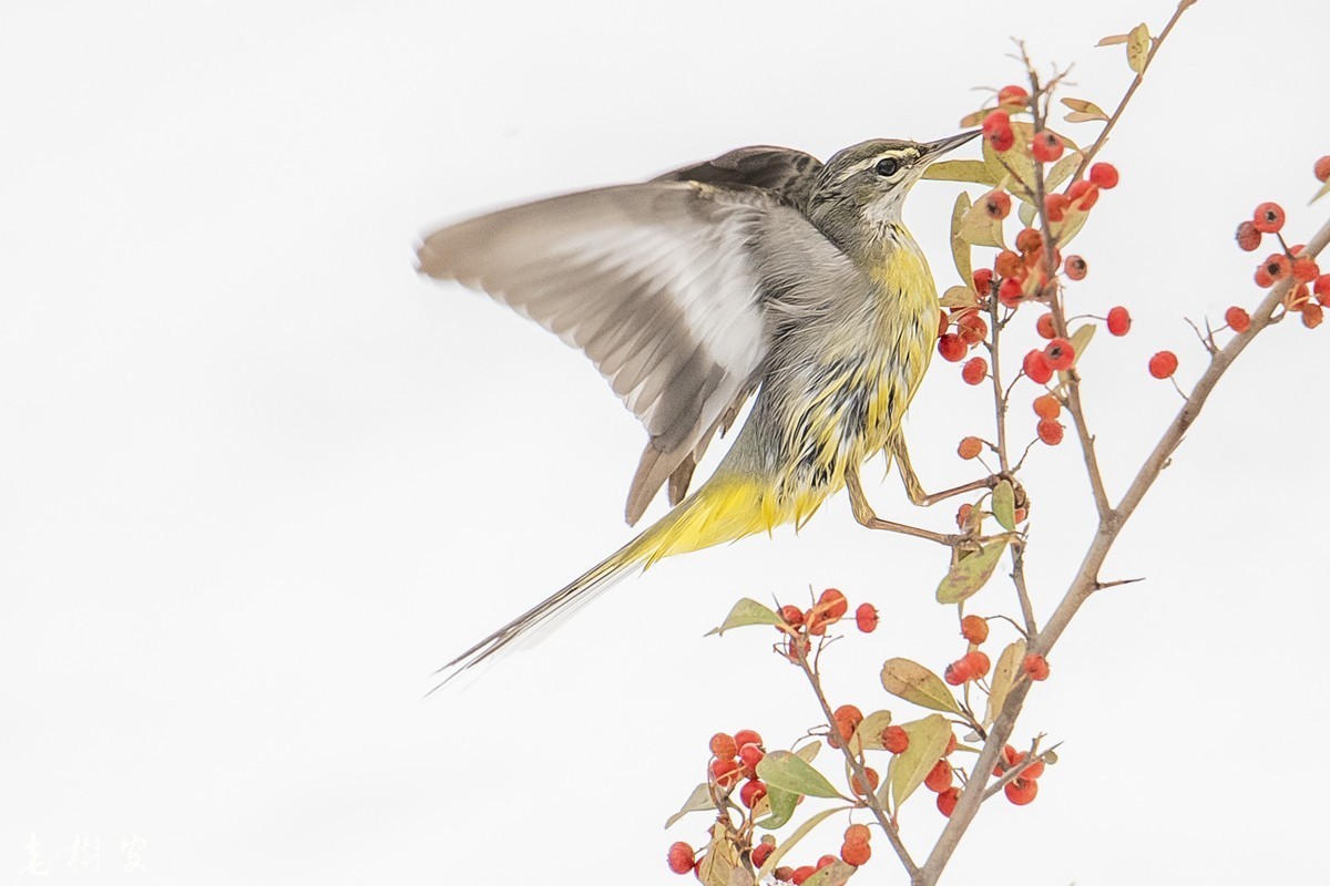 湿漉漉的灰鹡鸰
