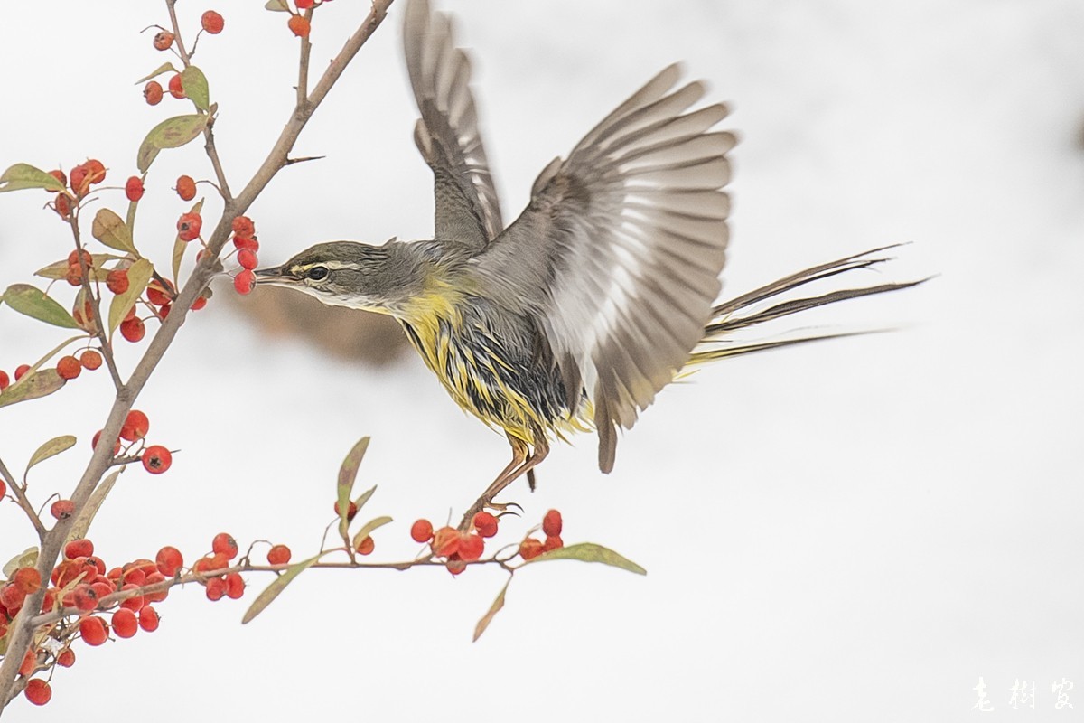 湿漉漉的灰鹡鸰