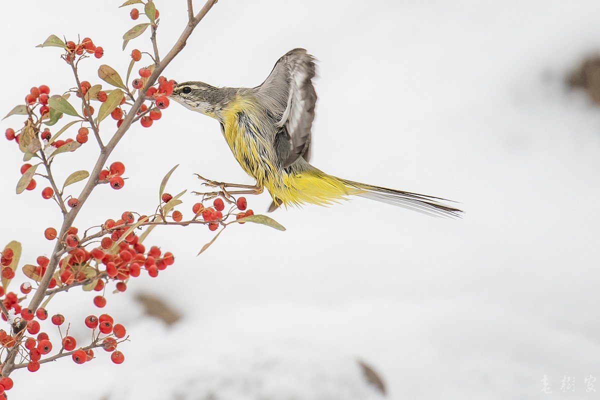 湿漉漉的灰鹡鸰