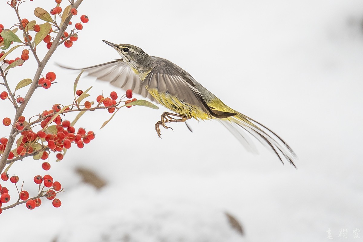 湿漉漉的灰鹡鸰