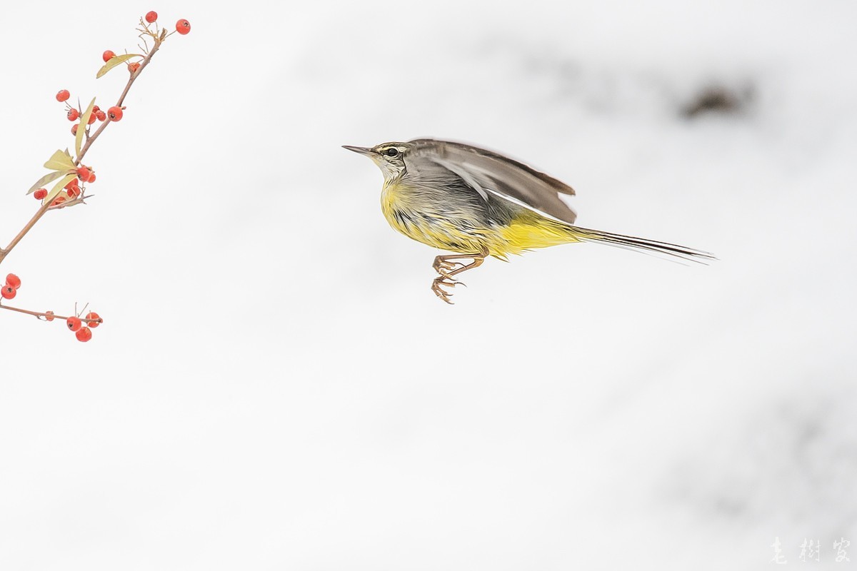 湿漉漉的灰鹡鸰