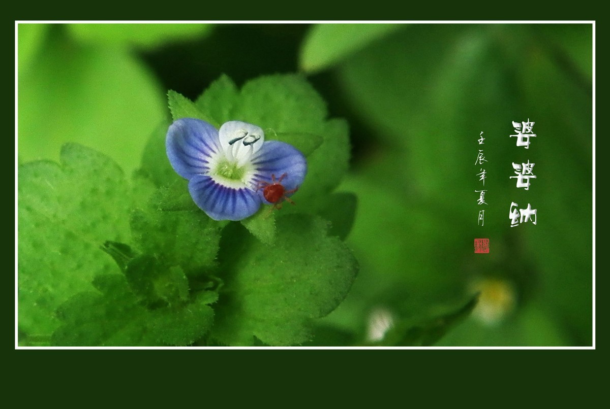 细小灵巧的小野花-婆婆纳