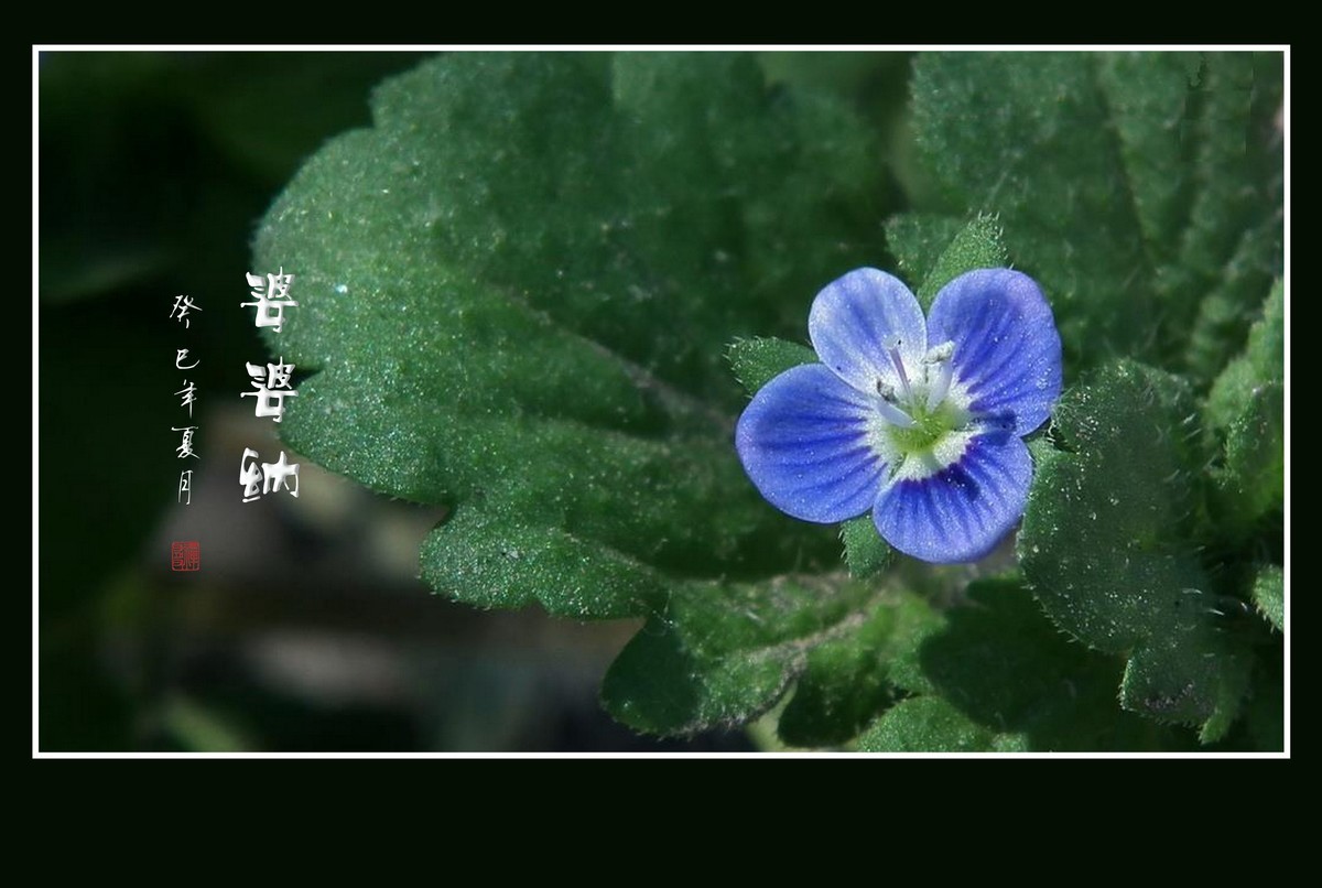 细小灵巧的小野花-婆婆纳