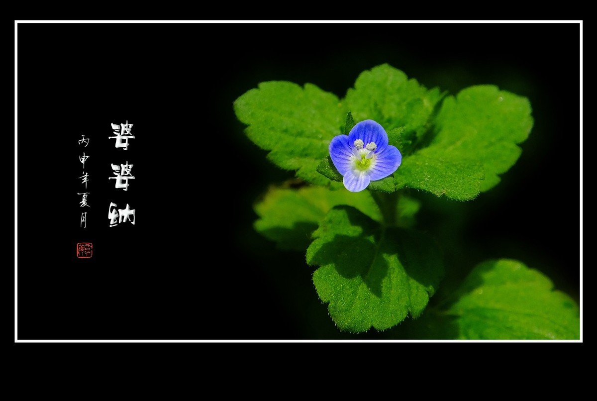 细小灵巧的小野花-婆婆纳