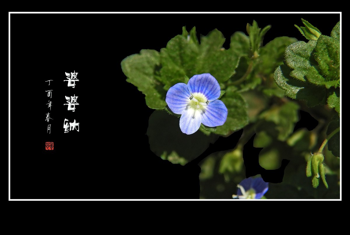 细小灵巧的小野花-婆婆纳