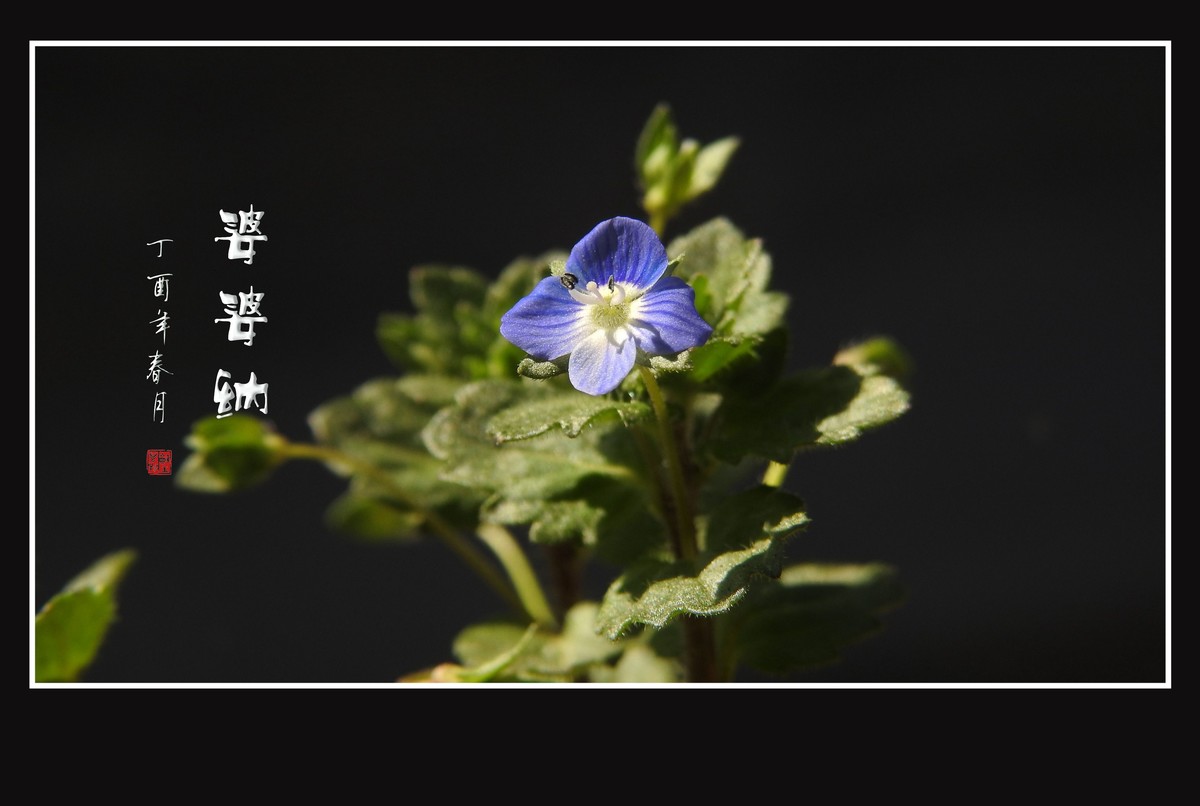 细小灵巧的小野花-婆婆纳